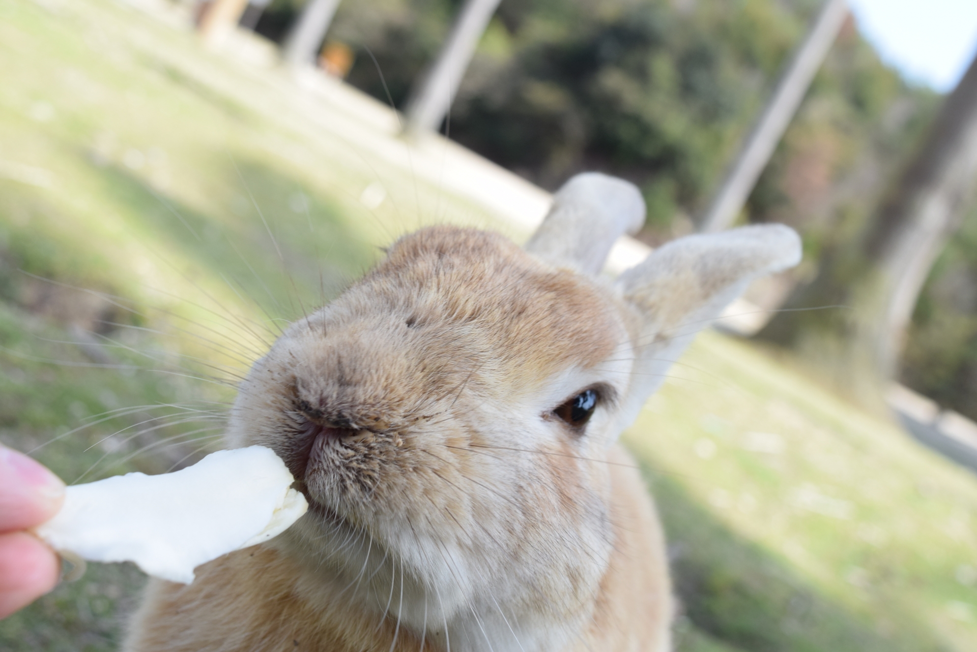 うさぎ