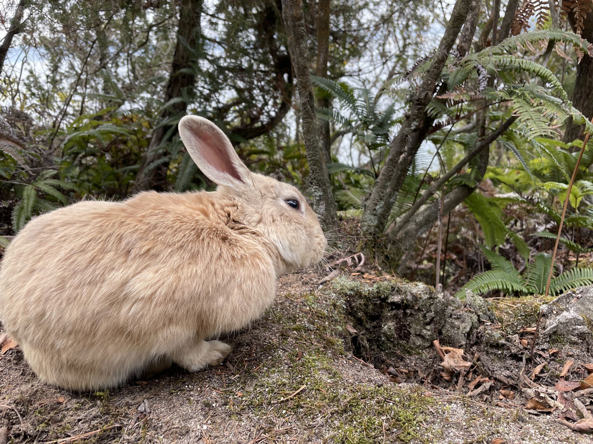 うさぎ