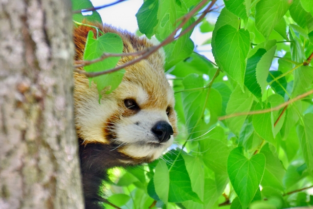 レッサーパンダ