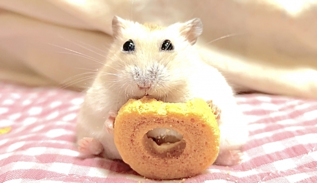 ハムスター